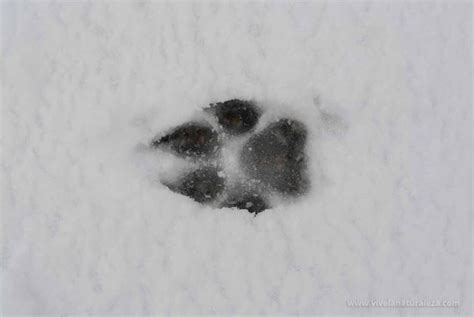 huella lobo|Cómo identificar y estudiar huellas de animales